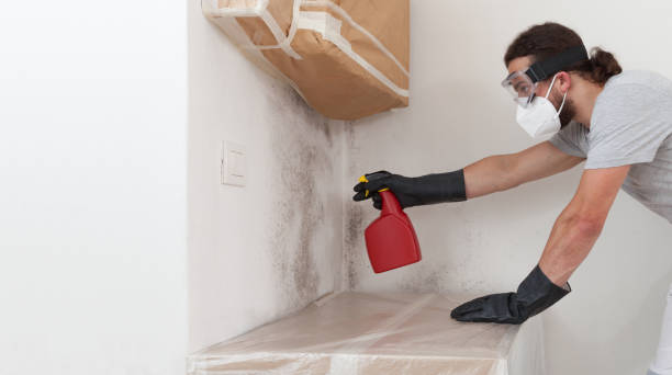 Professional Basement Mold Removal technician working in Elizabethville, PA