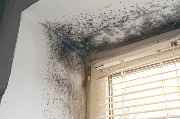 Affordable Basement Mold Removal solutions in Elizabethville, PA