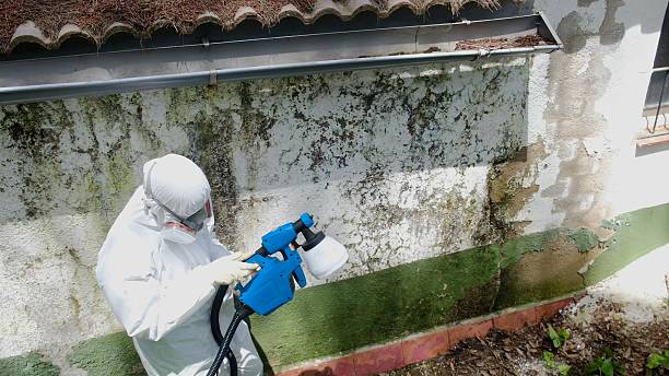 Top rated local Basement Mold Removal specialists in Elizabethville, PA
